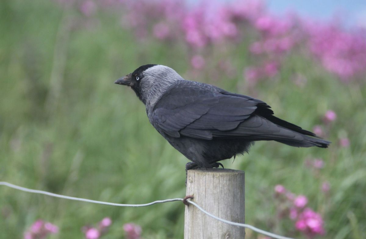 jackdaw-corvus-monedula-songbird-factfile